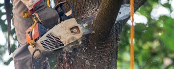 How Our Tree Care Process Works  in  Stanley, ND